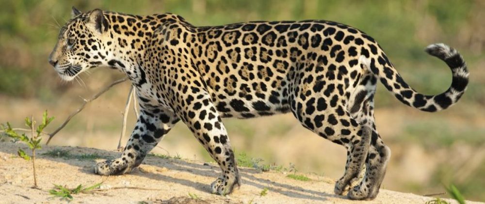 Jaguars' Class Blog